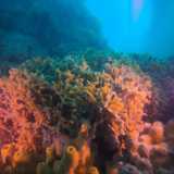 Lo spettacolo offerto � straordinario. Basti guardare alle piccole colonie di Cladocora caespitosa, la madrepora a cuscino con le sue forme morbide e i piccoli �tentacoli� giallastri